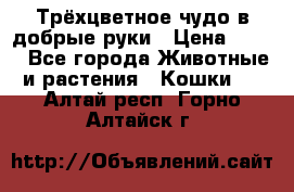 Трёхцветное чудо в добрые руки › Цена ­ 100 - Все города Животные и растения » Кошки   . Алтай респ.,Горно-Алтайск г.